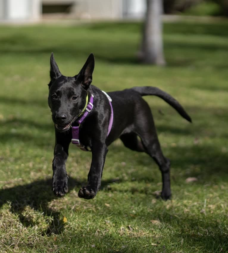 Tai, a Formosan Mountain Dog tested with EmbarkVet.com