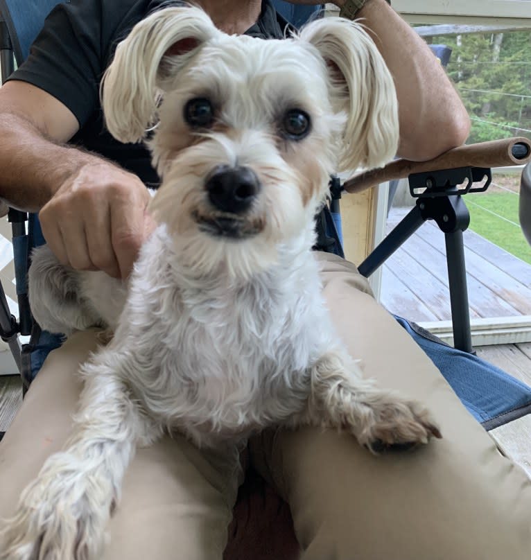 Finley, an American Village Dog and Poodle (Small) mix tested with EmbarkVet.com