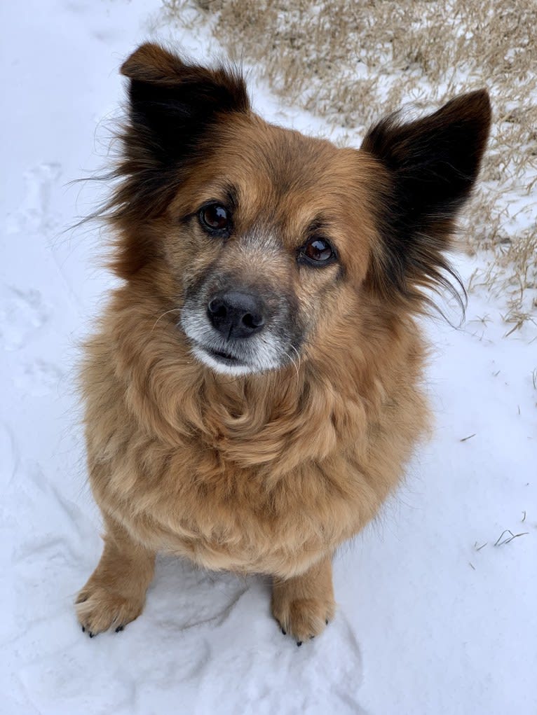 Jackie, a Chihuahua and Poodle (Small) mix tested with EmbarkVet.com