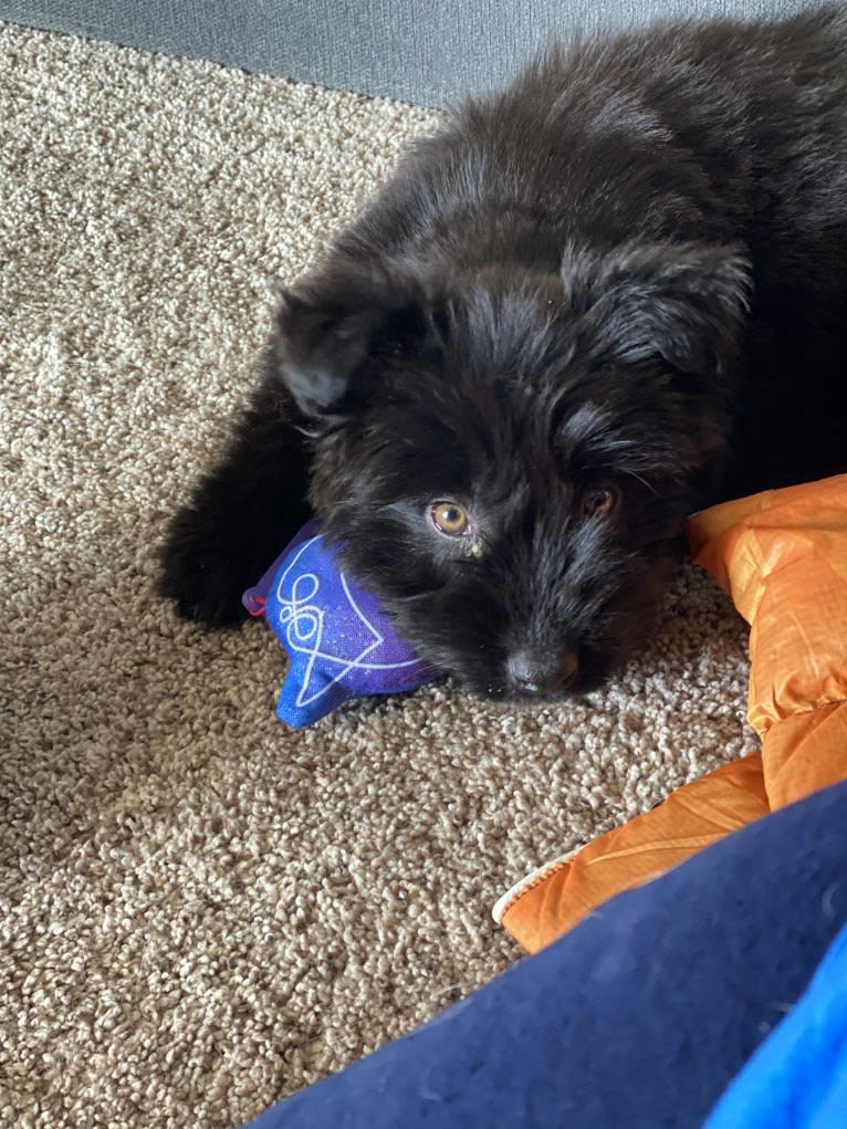 Taco, an Australian Cattle Dog and Labrador Retriever mix tested with EmbarkVet.com