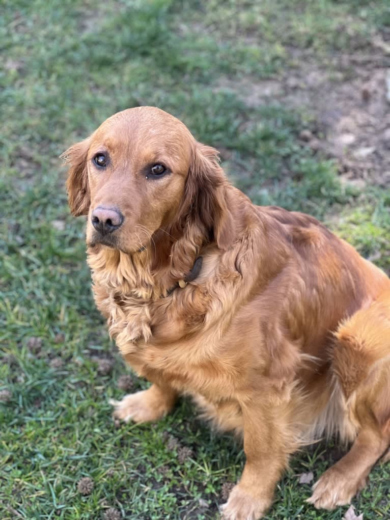 Kiwi, a Golden Retriever tested with EmbarkVet.com