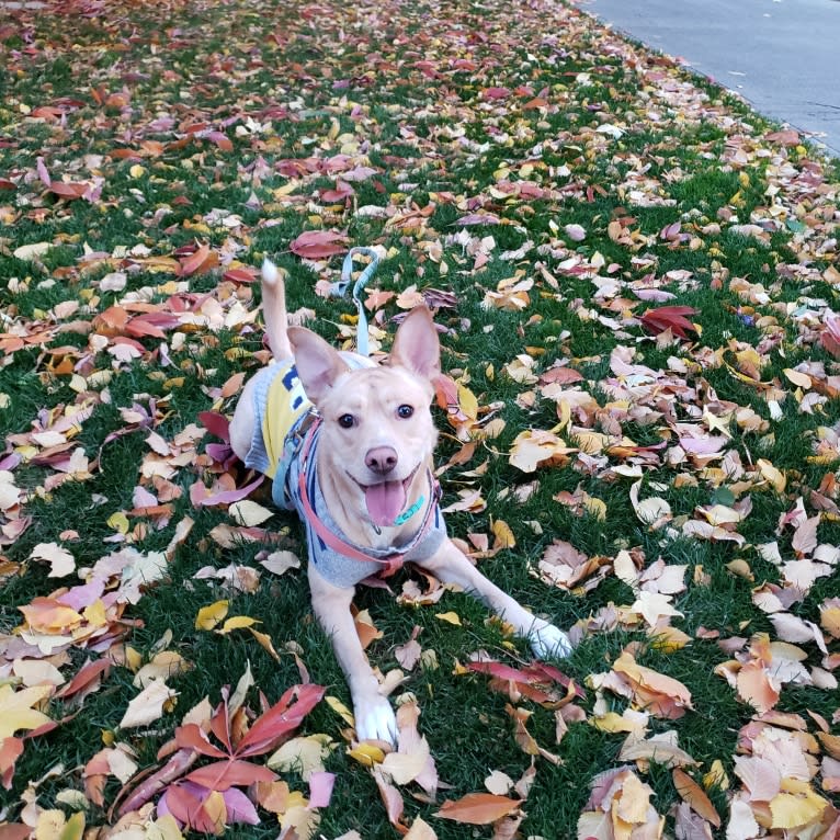 Photo of Eva, an American Pit Bull Terrier, Siberian Husky, American Staffordshire Terrier, and Mixed mix in Sacramento, California, USA