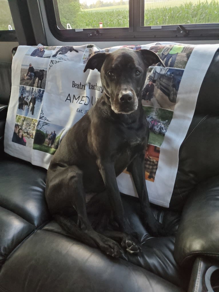 Dozer, an American Pit Bull Terrier and Labrador Retriever mix tested with EmbarkVet.com