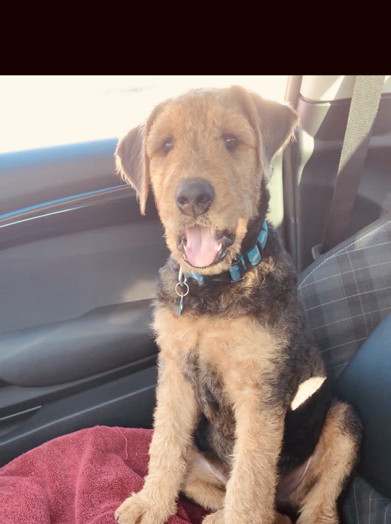Dante, an Airedale Terrier tested with EmbarkVet.com