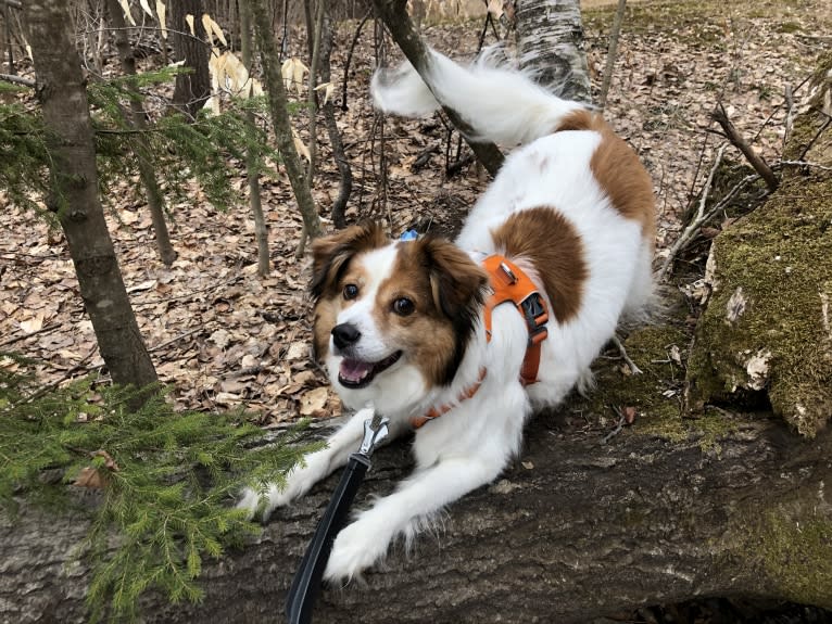 Cooper, an Australian Cattle Dog and Shih Tzu mix tested with EmbarkVet.com