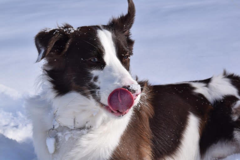 Tate, an Australian Shepherd tested with EmbarkVet.com