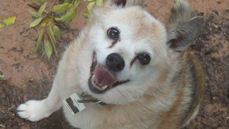 Lassie, a Pomeranian and Rat Terrier mix tested with EmbarkVet.com