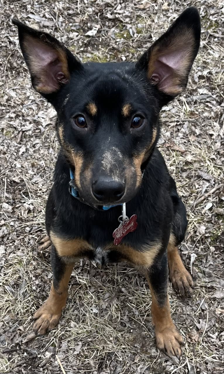 Killua, an Australian Cattle Dog and Cavalier King Charles Spaniel mix tested with EmbarkVet.com