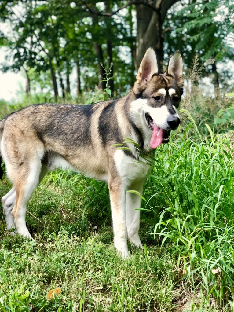 Mattis, a German Shepherd Dog and Alaskan Malamute mix tested with EmbarkVet.com