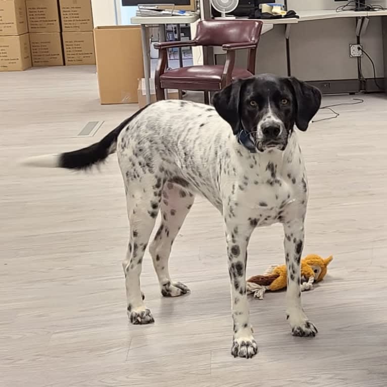 Millie, a Labrador Retriever and Great Pyrenees mix tested with EmbarkVet.com