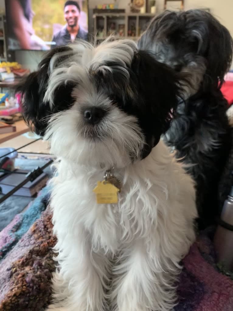 Luna, a Shih Tzu and Japanese Chin mix tested with EmbarkVet.com