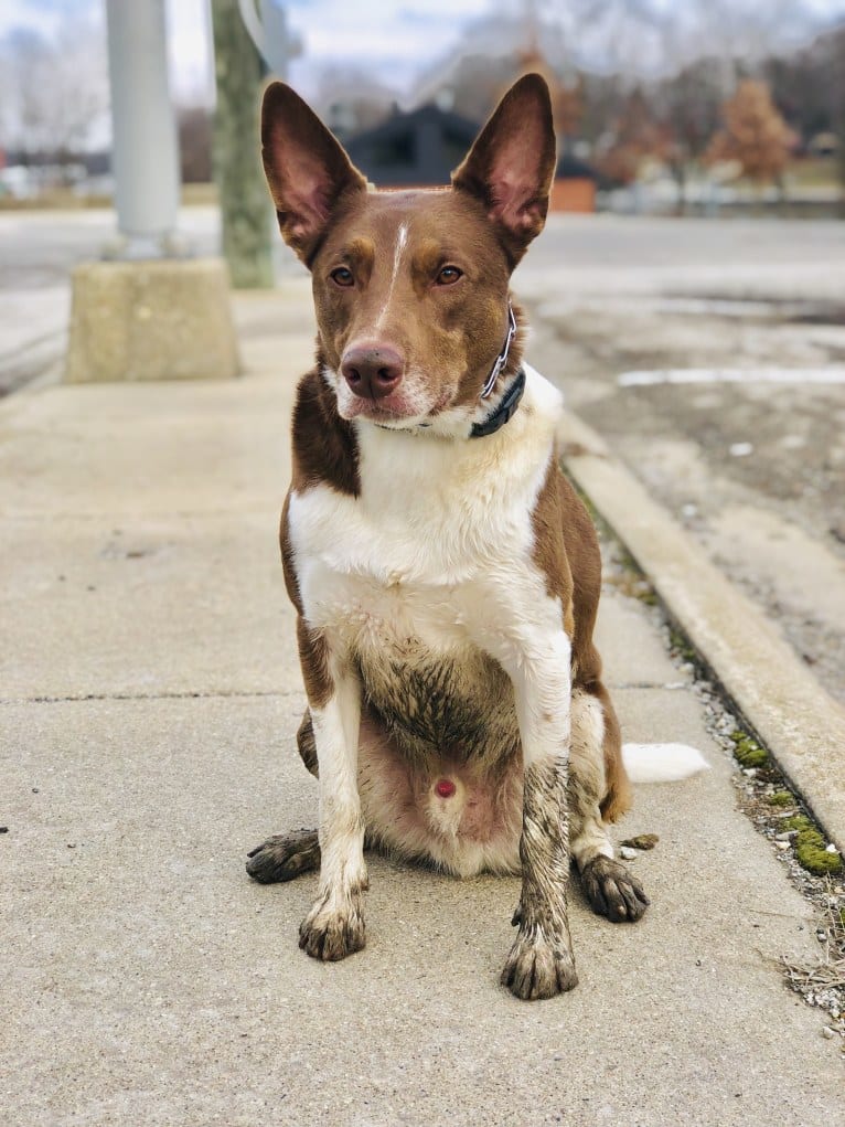 Gemini, a Border Collie and Australian Shepherd mix tested with EmbarkVet.com