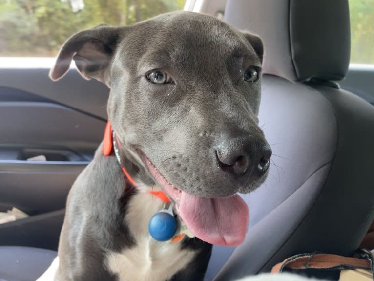 Oliver, an American Pit Bull Terrier tested with EmbarkVet.com
