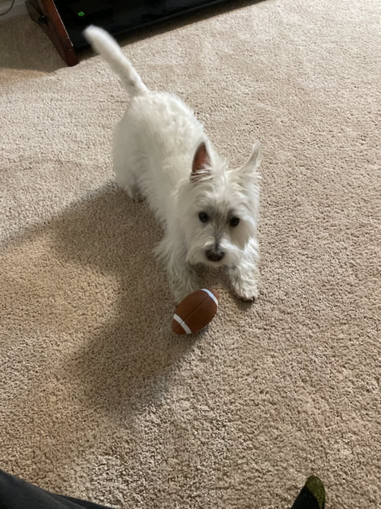 Skye, a West Highland White Terrier tested with EmbarkVet.com