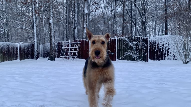 Ares, an Airedale Terrier tested with EmbarkVet.com