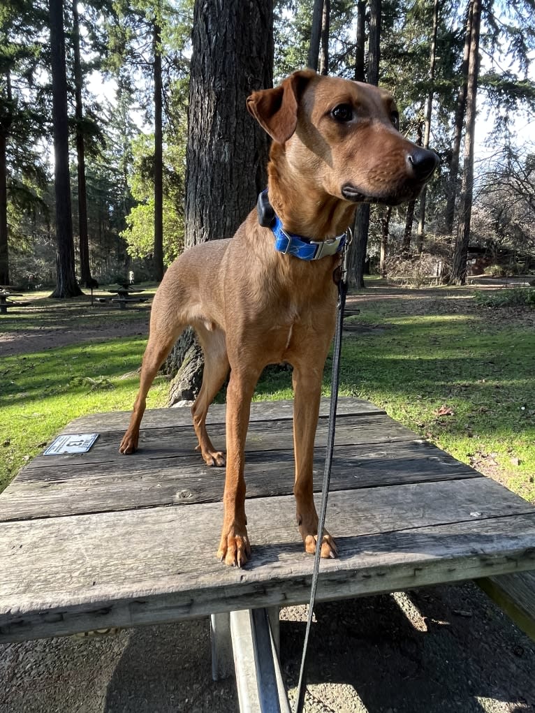 Leonardo, a Doberman Pinscher and Australian Shepherd mix tested with EmbarkVet.com