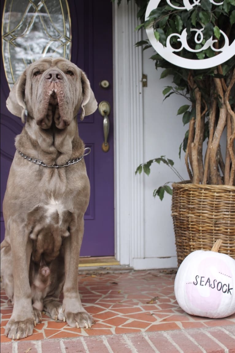 Apollo, a Neapolitan Mastiff tested with EmbarkVet.com