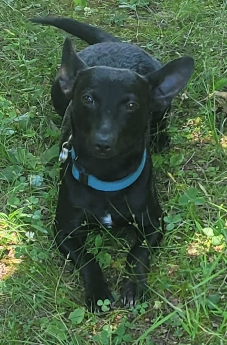 HAPPY Dash Ah Ha Ha, a Dachshund and Chihuahua mix tested with EmbarkVet.com