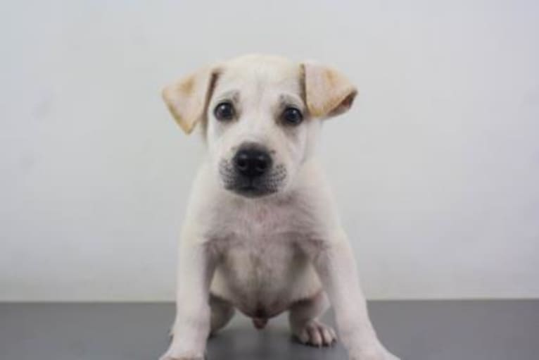 Ruger, a German Shepherd Dog and Labrador Retriever mix tested with EmbarkVet.com