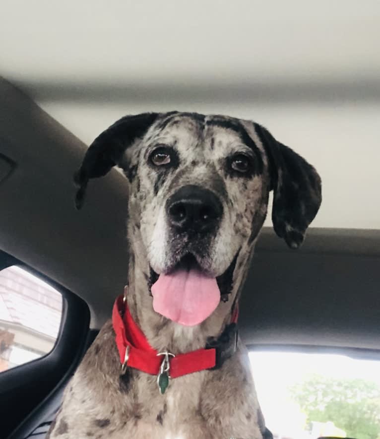 Nick, a Great Dane and Boxer mix tested with EmbarkVet.com