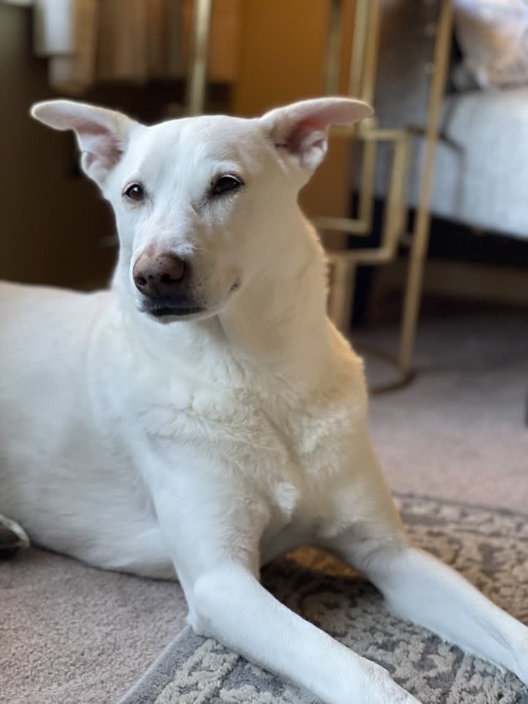 Darwin, a Chow Chow and Labrador Retriever mix tested with EmbarkVet.com