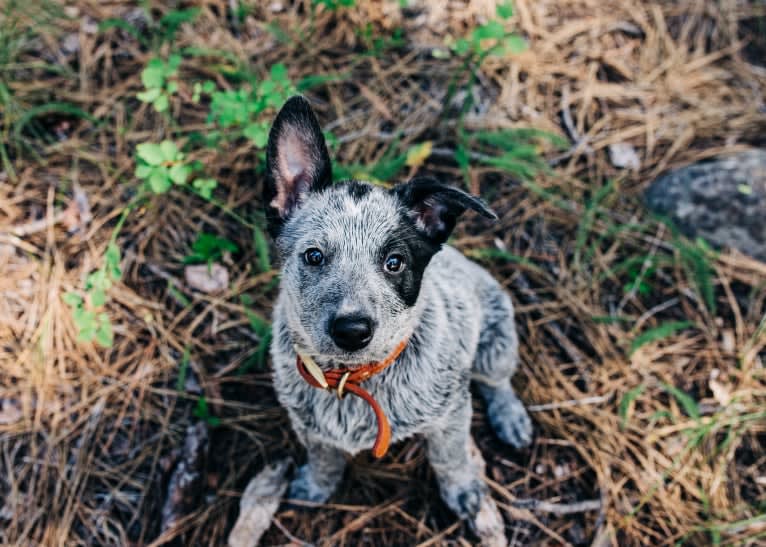 Ranger, an Australian Cattle Dog tested with EmbarkVet.com