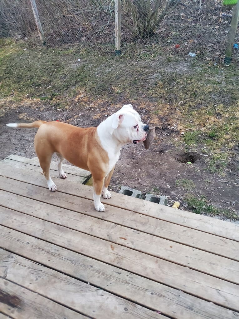 Piper, an American Bulldog tested with EmbarkVet.com