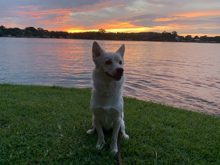 Sukha, a Siberian Husky and Chihuahua mix tested with EmbarkVet.com