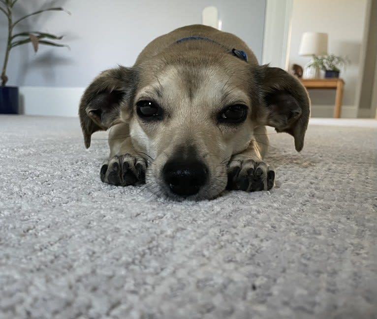 Harley, a Chihuahua and Dachshund mix tested with EmbarkVet.com