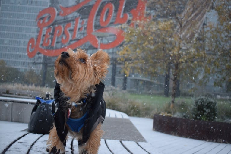 Bobbin Ray, a Yorkshire Terrier tested with EmbarkVet.com