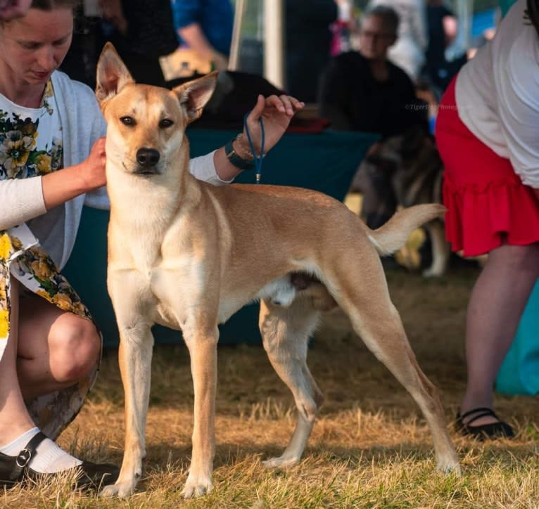 Bones, a Carolina Dog tested with EmbarkVet.com