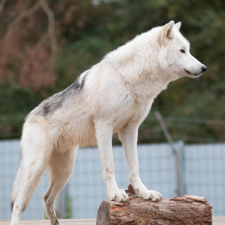 Ace, GrandLine WolfDog a dog tested with EmbarkVet.com