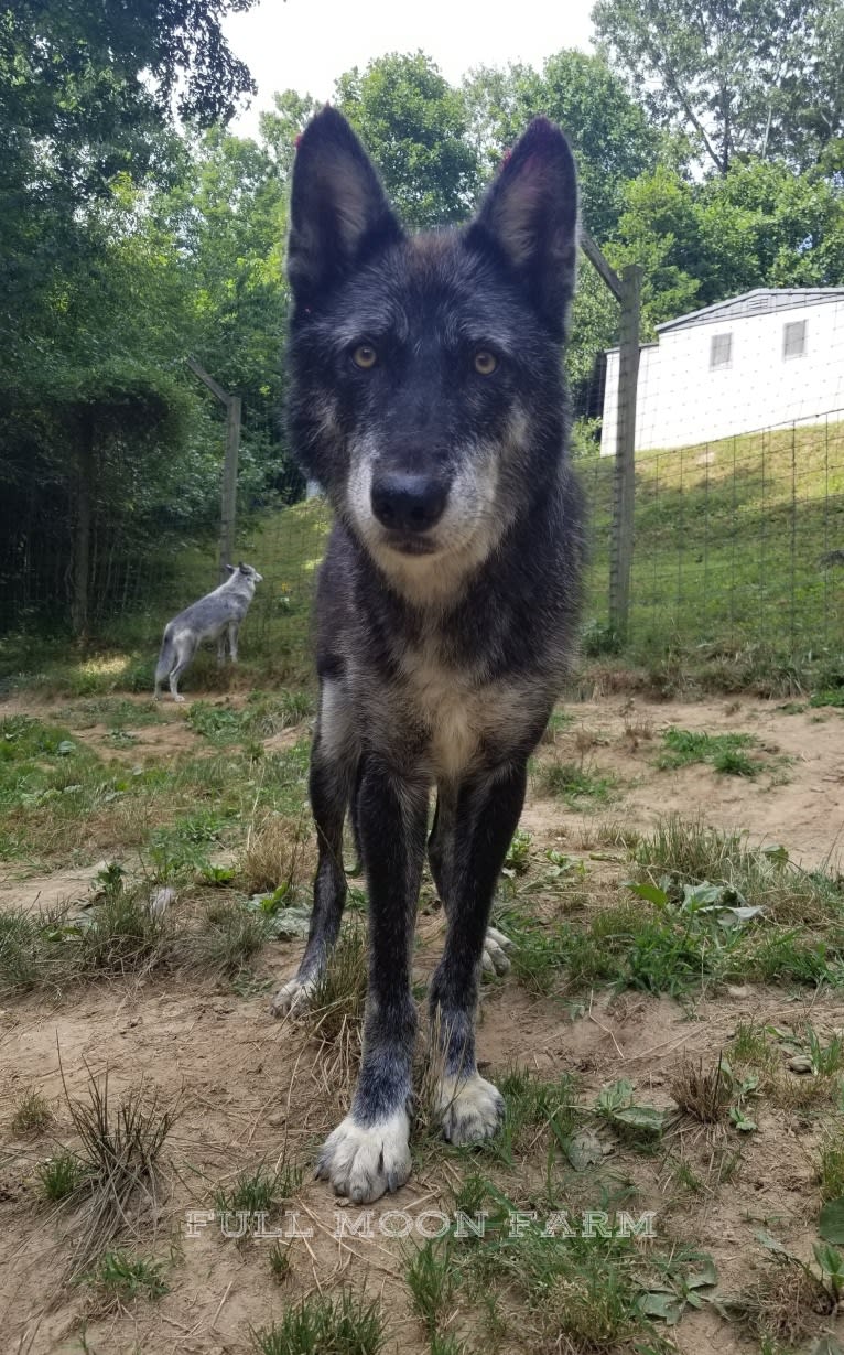 Stat a dog tested with EmbarkVet.com