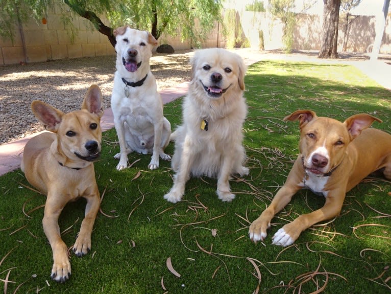 Doc, a Chihuahua and American Pit Bull Terrier mix tested with EmbarkVet.com