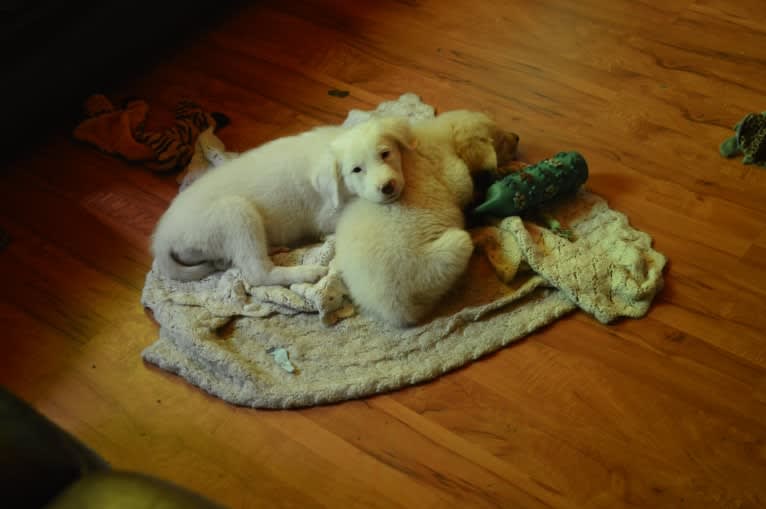 casper, a Great Pyrenees and Labrador Retriever mix tested with EmbarkVet.com