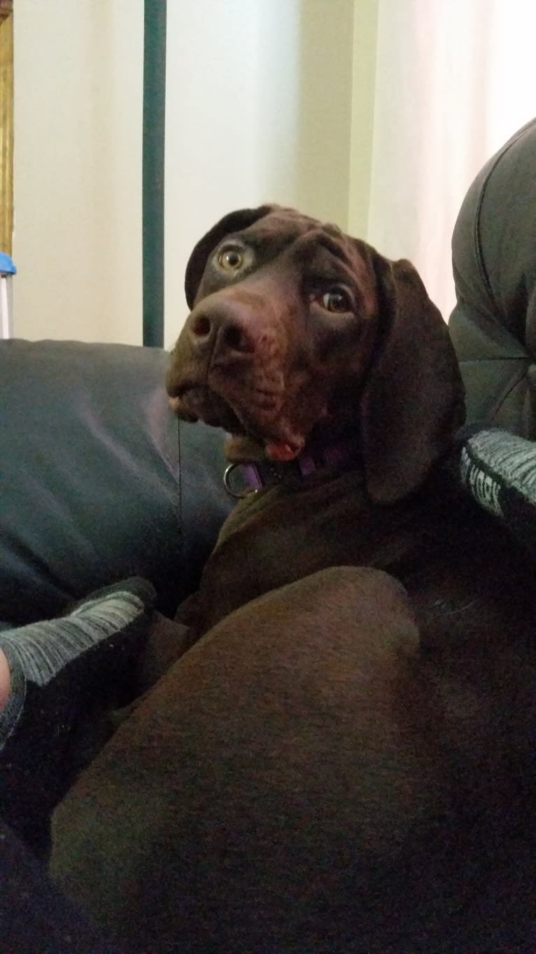 Roxie, a German Shorthaired Pointer tested with EmbarkVet.com