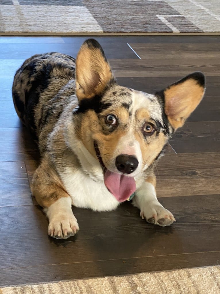 Corky, a Pembroke Welsh Corgi and Dachshund mix tested with EmbarkVet.com