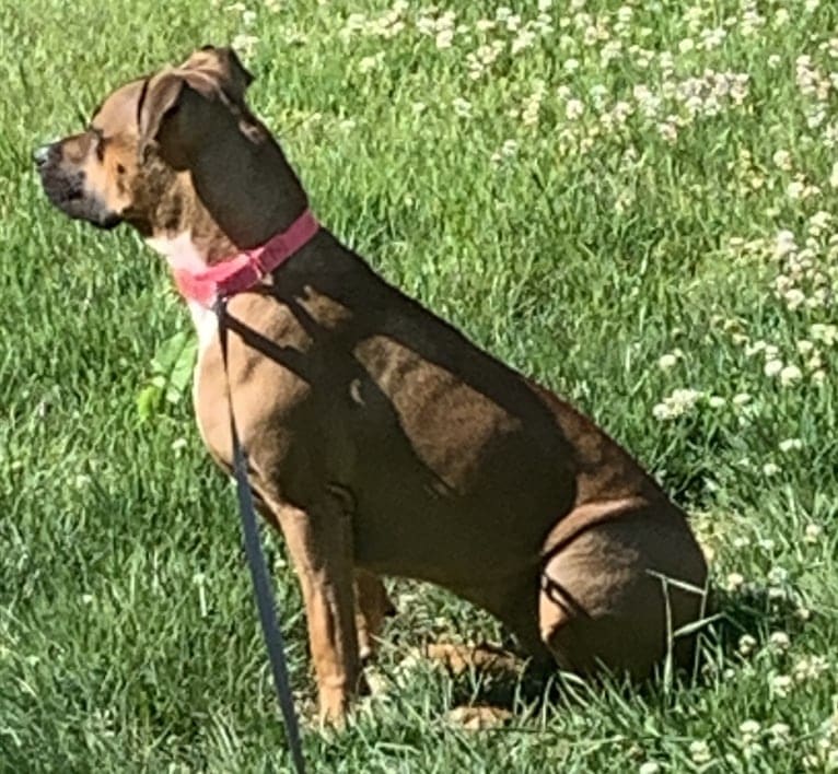 Roxy, an American Pit Bull Terrier tested with EmbarkVet.com