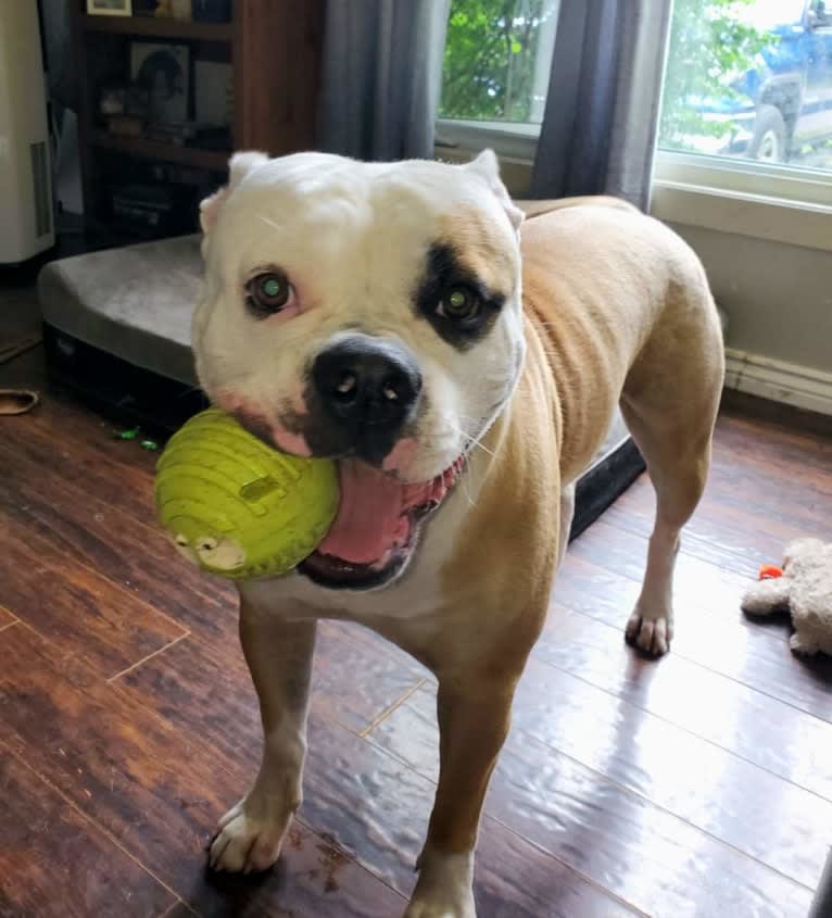 Piper, an American Bulldog tested with EmbarkVet.com