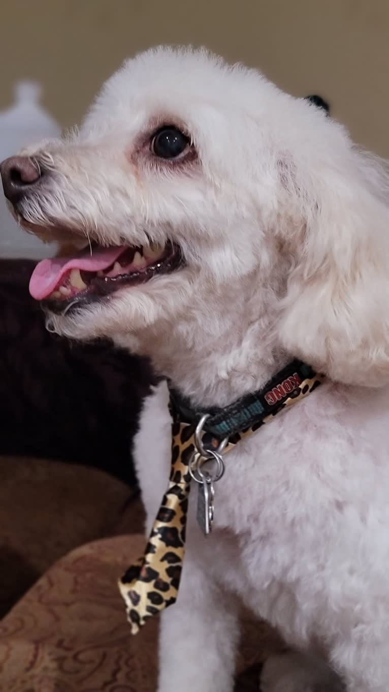 Photo of Ducky, a Poodle (Small)  in California, USA