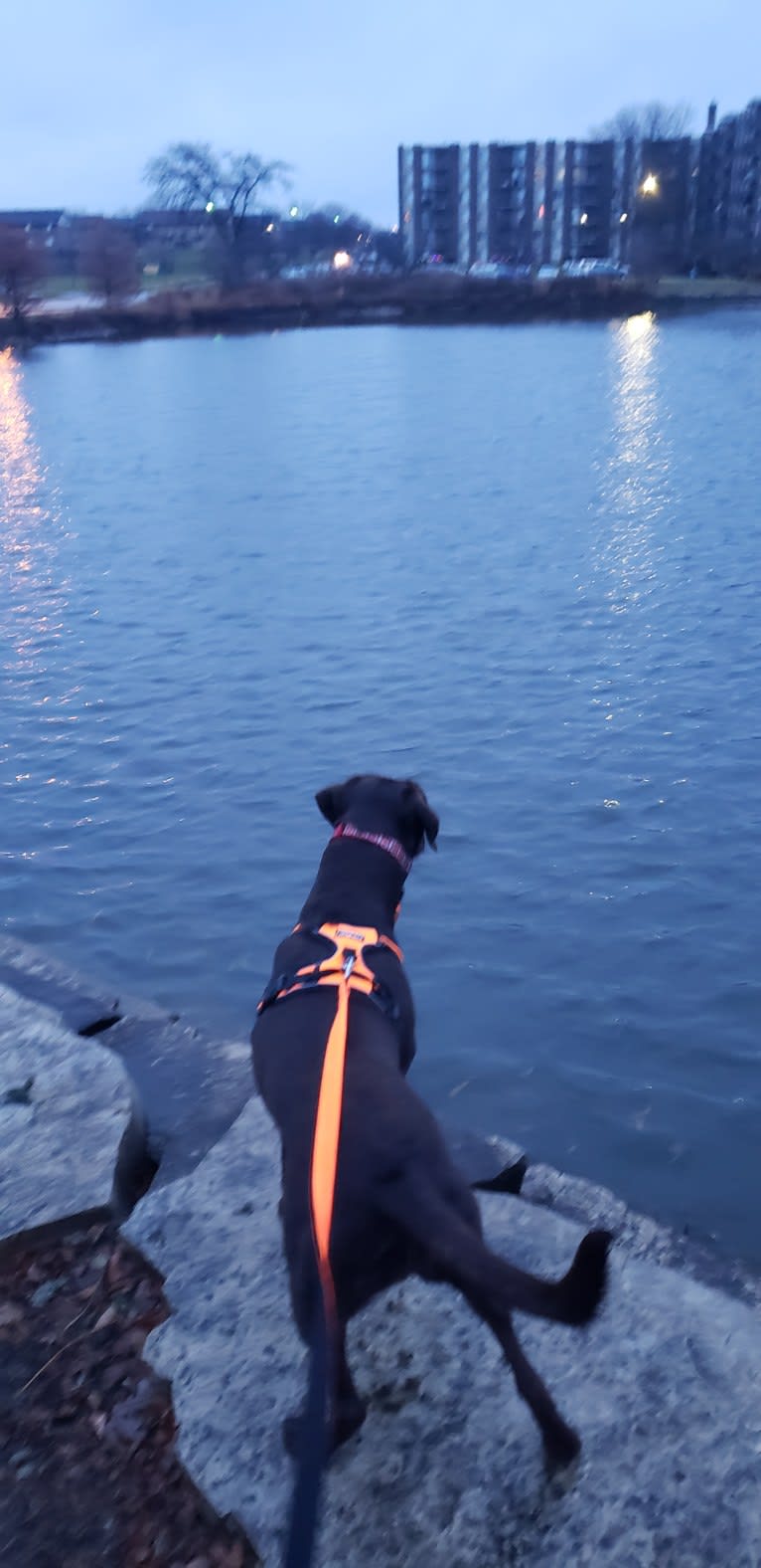 Bree, a Labrador Retriever tested with EmbarkVet.com