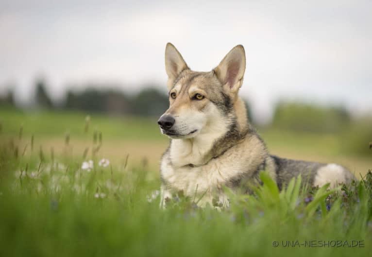 Enya, a Saarloos Wolfdog tested with EmbarkVet.com