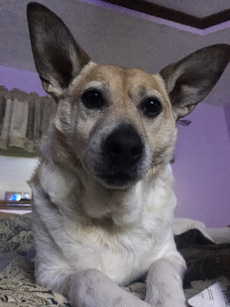 Sammy, an Australian Cattle Dog and Pug mix tested with EmbarkVet.com