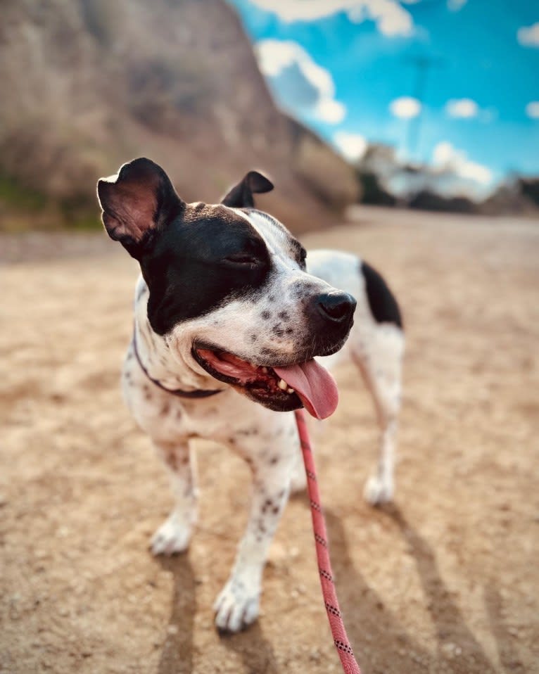Rita, an American Bully and American Pit Bull Terrier mix tested with EmbarkVet.com