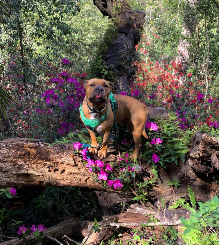 Gus, an American Bully and American Bulldog mix tested with EmbarkVet.com