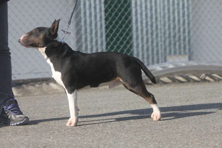 Bacon, a Miniature Bull Terrier tested with EmbarkVet.com