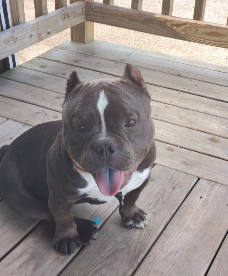 Lucas, an American Bully tested with EmbarkVet.com