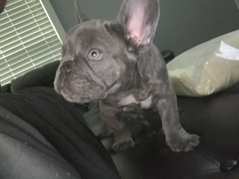 Nardo, a French Bulldog tested with EmbarkVet.com