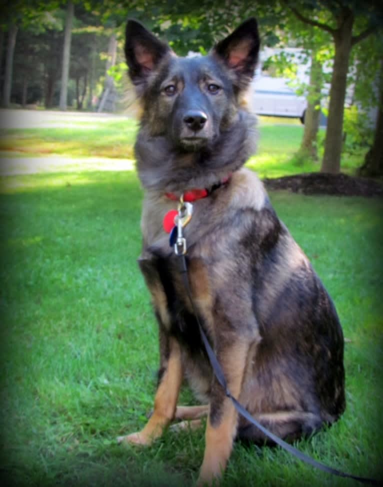 Joie, a Central and East African Village Dog tested with EmbarkVet.com