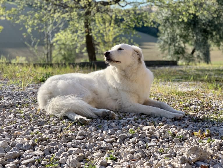 Abigail, an Eastern European Village Dog tested with EmbarkVet.com